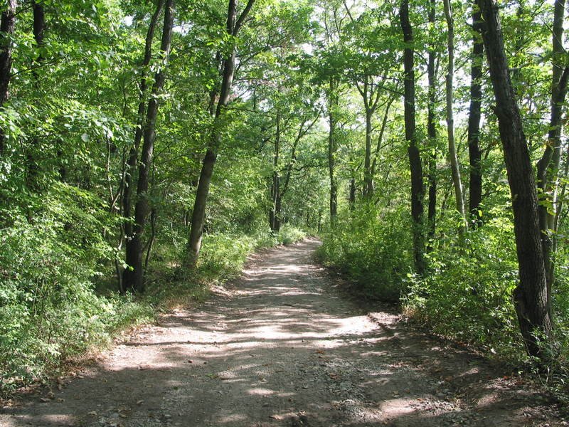 forestroad.jpg